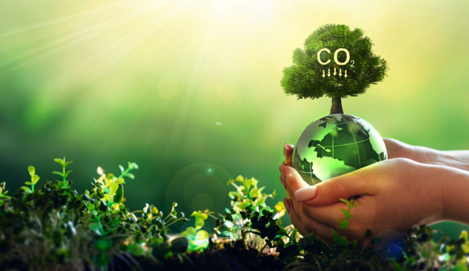 Net Zero & Decarbonisation